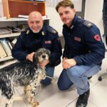 Scappa spaventato dai botti, la Polizia recupera un cane